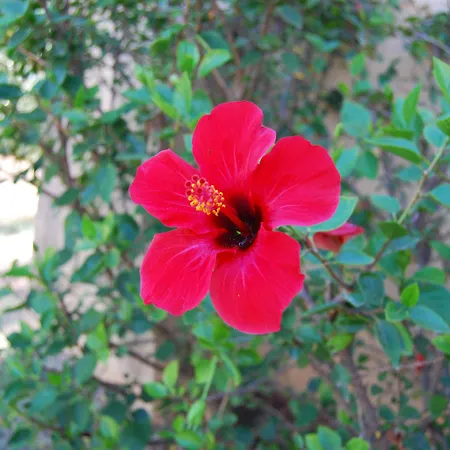 Hotel Fattoria Il Borghetto 4*